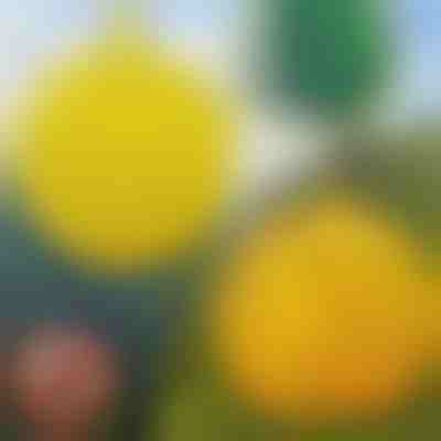 6-delni komplet visečih pasti za muhe | BUGIORB